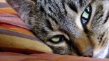 Nella 