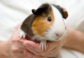 CINA: PRIMO IMPORTANTE PASSO VERSO LA FINE DEI TEST SUGLI ANIMALI PER I COSMETICI