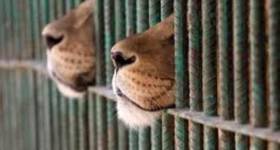 Lo zoo di Copenhagen uccide quattro leoni, l’Enpa: “E’ un mattatoio